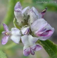 Image result for Psoralea