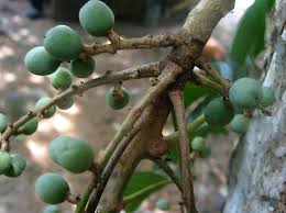 Image result for Burseraceae