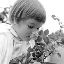 Throwback Thursday: Humboldt Rose Society holds first flower show in 1965