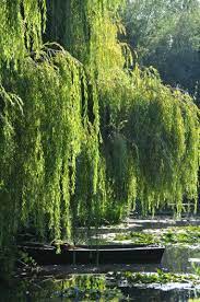 To plant a weepy willow tree, you'll need to find a relatively sunny spot with good drainage and lots of room. Pin On Weeping Willows