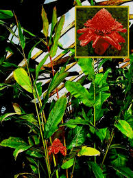 Image result for Etlingera