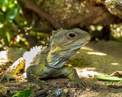 tuatara