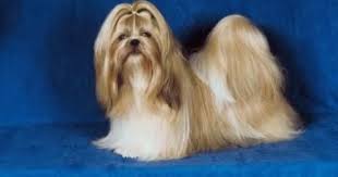 How To Grow Long Hair On A Shih Tzu Cuteness Shih Tzu Dog Shih Tzu Puppy Shih Tzu