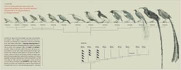 Bird Size Comparison Chart Google Search Chart