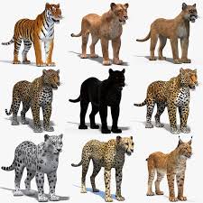 3d Big Cats 03 Model Turbosquid 1221726 In 2020 Big Cats Cats 3d Model