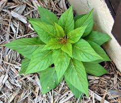 What kind of plant might this have been? What Kind Of Plant Is This Hometalk