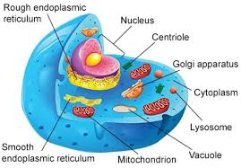 An animal cell diagram is a great way to learn and understand the many functions of an animal cell. Diagram Human Cell Diagram Labeled Body Parts Full Version Hd Quality Body Parts Diagrammycase Varazzeoutdoor It