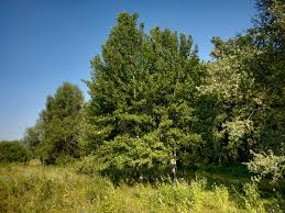 American heritage® dictionary of the english language, fifth edition. Black Poplar Populus Nigra Inaturalist Ca
