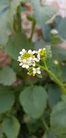 Image result for Crambe