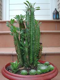 Growing, caring for and propagating echinopsis pachanoi is fun and rewarding, for beginners and experienced cacti growers alike. African Milk Tree Plant Profile African Milk Tree Plants Trees To Plant