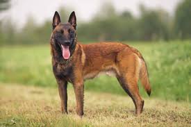 The belgian shepherd is an extremely intelligent but challenging breed to live with. Belgian Malinois Smart Dogs Often Used For Police Or Military Work