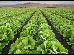 Put the sowing in a cool space, this will help the seeds grow faster. Harvesting Iceberg Lettuce Youtube