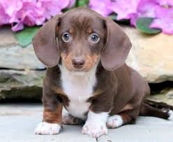 If both of the parents have papers, the puppy will command a much higher premium. Dachshund Mix Puppies For Sale Puppy Adoption Keystone Puppies