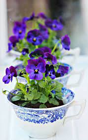 A Cup Of Pansies Teacup Gardens Flower Cup Plants