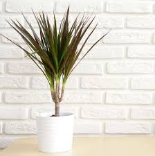Check spelling or type a new query. 30 Easy Houseplants Easy To Care For Indoor Plants