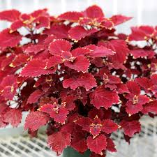 Image result for Coleus eminii