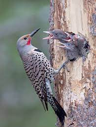 Help by supplying info to this article. Northern Flicker The Anteater Of The Woodpecker Family Ncpr News