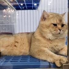 Went there once and immediately i dont like this shop.skinny cat and watery eyes cats they have there.shut down immediately and pls give away all the other cats to other pet. Photos At Imadi Pet Now Closed Pet Store In Shah Alam
