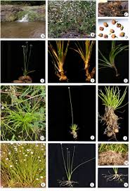 Image result for Eriocaulon