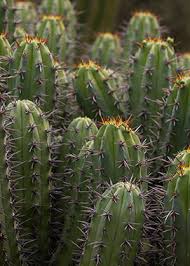 Moderna, the centers for disease control and prevention (cdc), and the us food and drug administration (fda) are reviewing the batch and all relevant medical data. Cactus San Diego Zoo Animals Plants