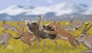 Image result for Austrosynotis