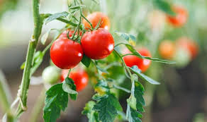 As far as your other measurements, you'll also want to give your plants at least 24 to 30 inches of space and at least 30 to 42 inches between each of your rows. How Far Apart Should You Plant Tomatoes Guide To Growing Tomatoes Express Co Uk