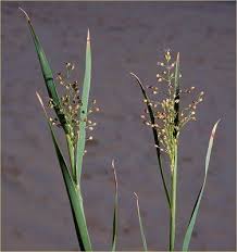 Image result for Coelachne africana