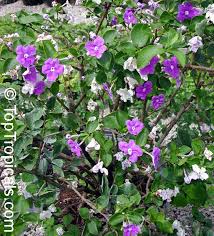 Image result for Brunfelsia australis