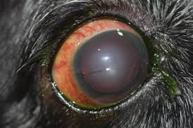Ojo Rojo En Perros Y Gatos Por Que Es Que Puedo Hacer Ivo
