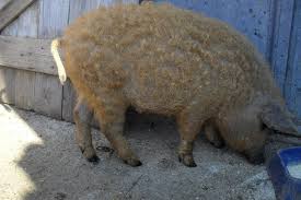De vanzare prepelita ouatoare, oua si pui de prepelita jud. Porci Mangalita Harghita