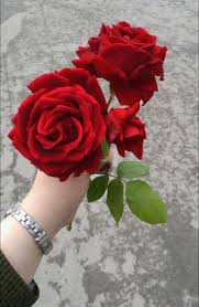Pin By Ayesha On Ayesha Love Rose Flower Rose Flower Photos Beautiful Rose Flowers