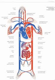 Explain schematic diagram of circulation. The Body Iesb Year 6 Science