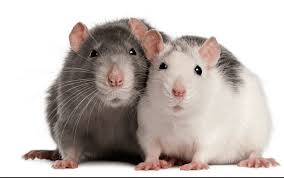 تفسير رؤية الفئران في الحلم مجلتك