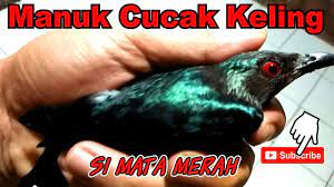 Cirihas Burung Cucak Keling Si Mata Merah Youtube Burung Merah Petualangan