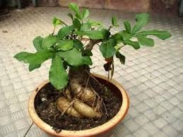 Pin On Very Beautiful Caudiciform 2