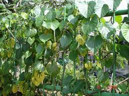 We did not find results for: 15 Manfaat Brotowali Untuk Obat Tradisional Dan Kesehatan Manfaat Co Id