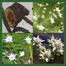 Image result for Alepidea amatymbica