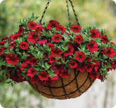 Apr 28, 2021 · if you're looking for one of the best plants for hanging baskets in a garden space that gets full sun, mexican daisies (also known as fleabane) are a great choice. 5 Best Hanging Basket Annuals To Create Top Quality High Profit Hanging Planters Danziger