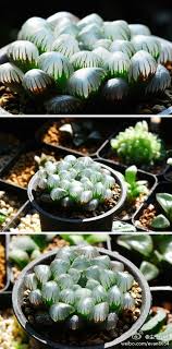 Central coast cactus and succulent society meetings are held the second sunday of every month at 2:00 pm. 110 Lithops Haworthia S Etc Ideas Lithops Succulents Planting Succulents