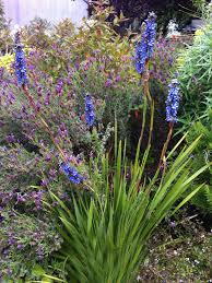 Image result for Aristea