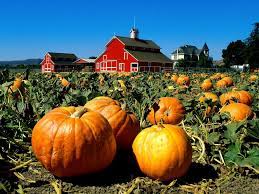 3 pumpkin patch iphone wallpaper. Pumpkin Festival Wallpapers Wallpaper Cave