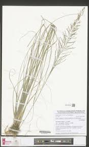 Image result for Sporobolus pyramidalis