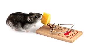We did not find results for: Ultimate Guide On How To Set A Mousetrap Successfully