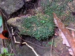 Image result for Crepidomanes