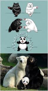 How Panda Babies Are Made Sms Humour Photos Insolites Animaux