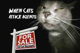 Cat Attacks Real Estate Agent Propertyonion