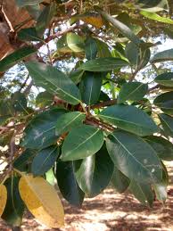 Image result for Ficus persicifolia