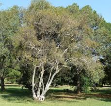 Image result for Heteropyxis natalensis