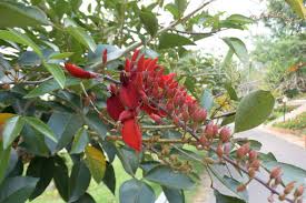Image result for Erythrina fusca