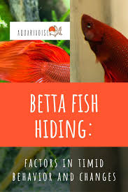 Betta Fish Hiding Factors In Timid Behavior And Changes Betta Source In 2020 Betta Fish Betta Fresh Water Fish Tank